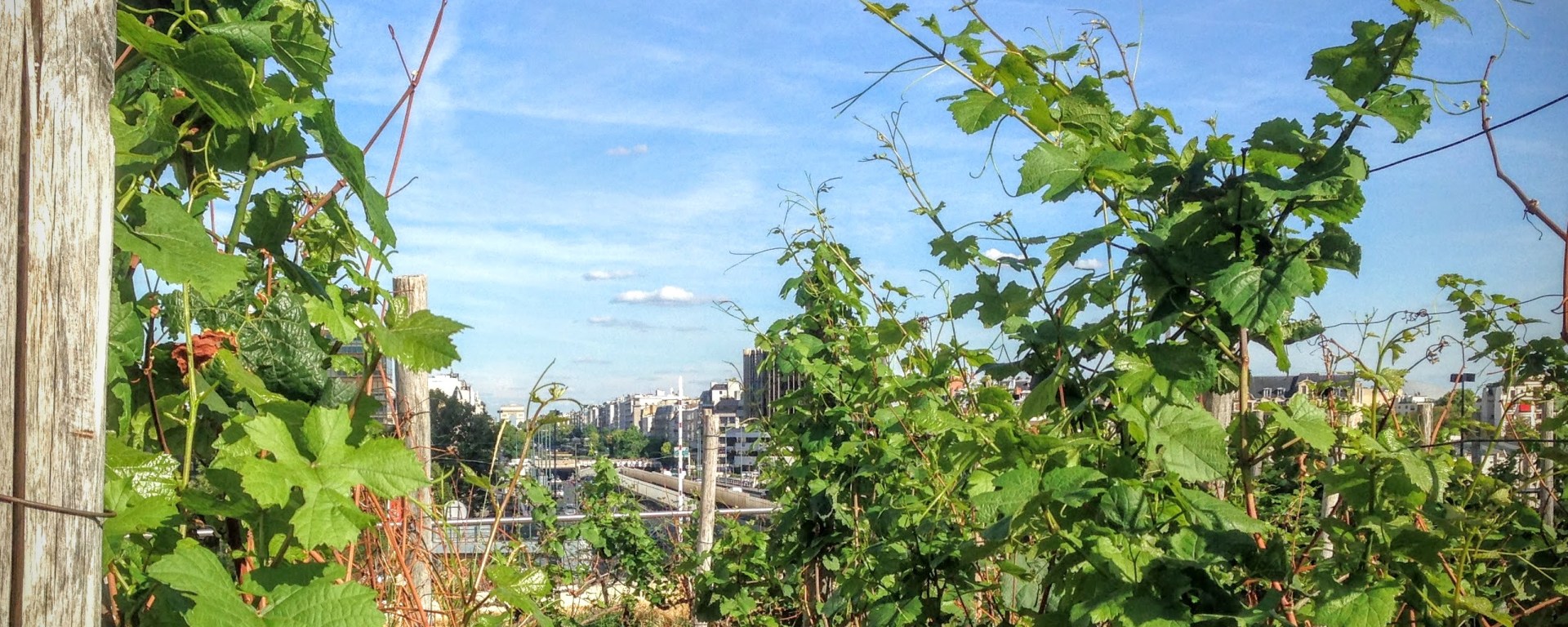 vignes de la défense