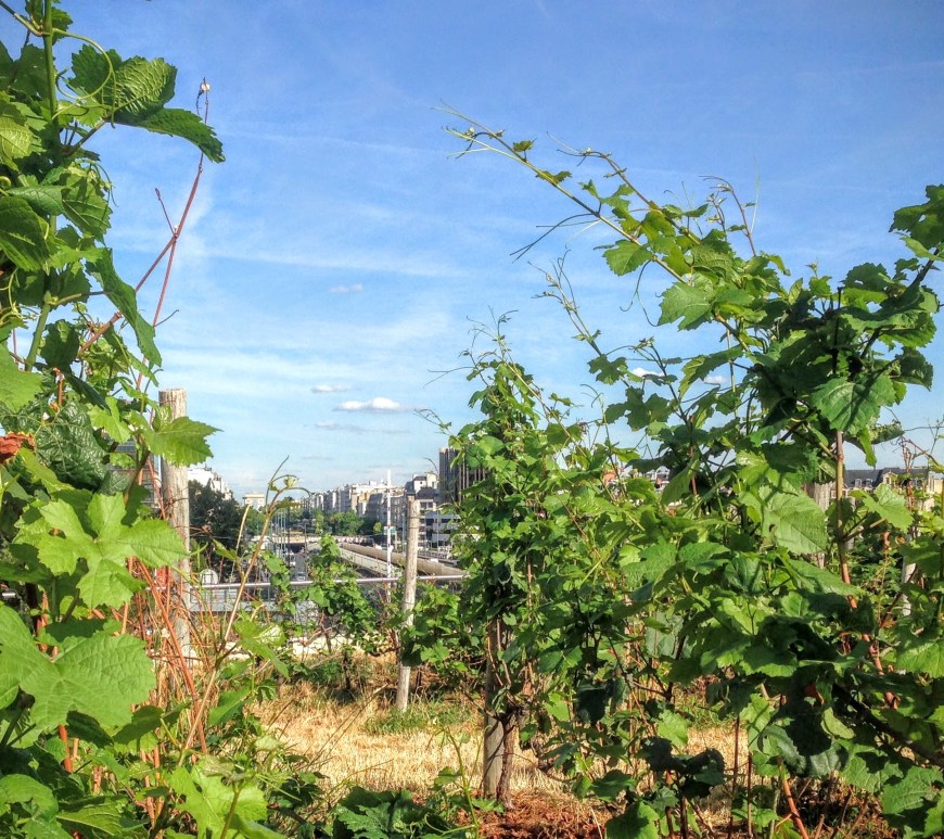 vignes de la défense