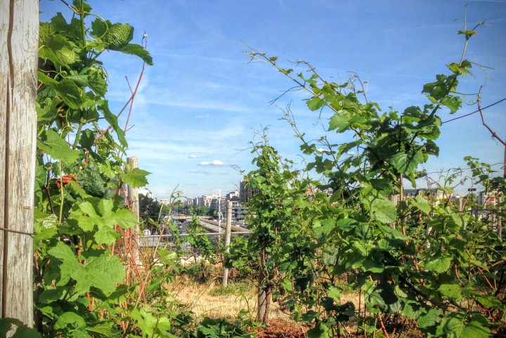 vignes de la défense