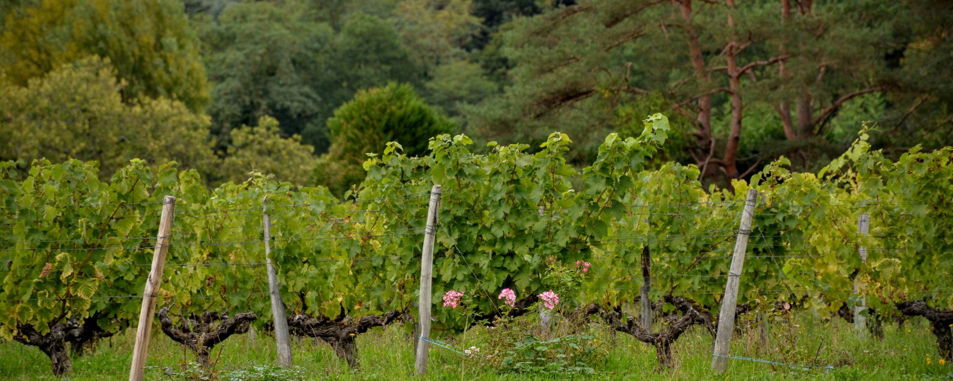 vignes de Touraine