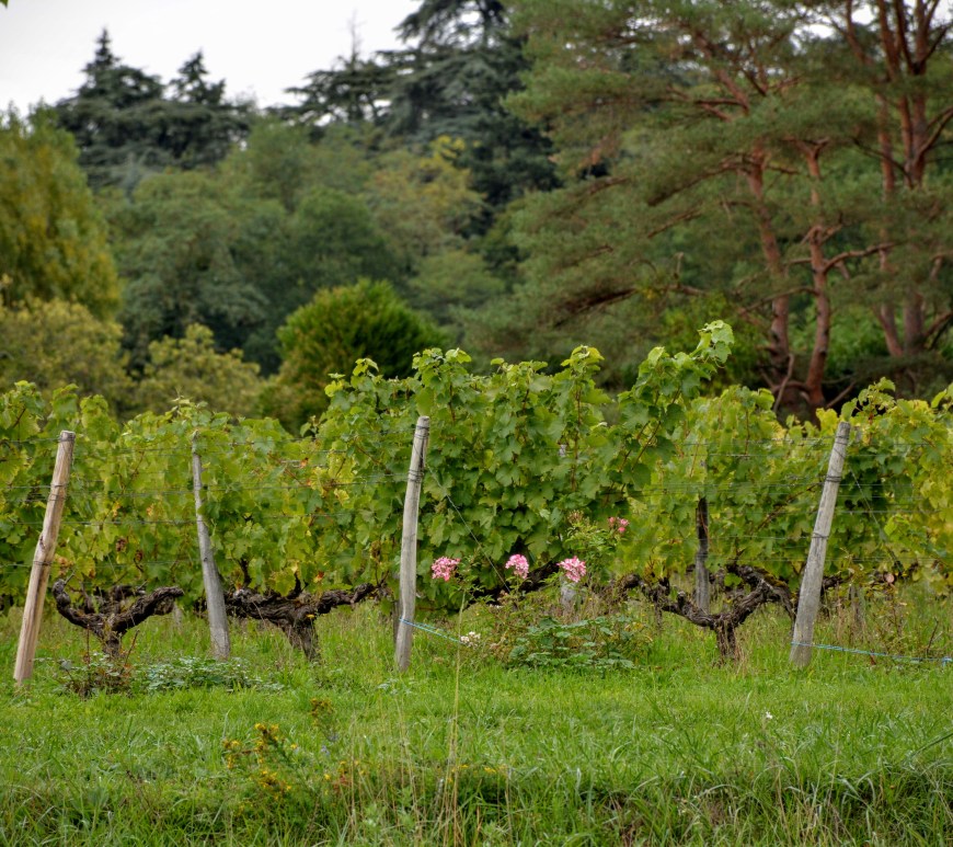 vignes de Touraine