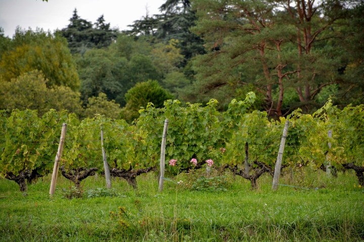 vignes de Touraine